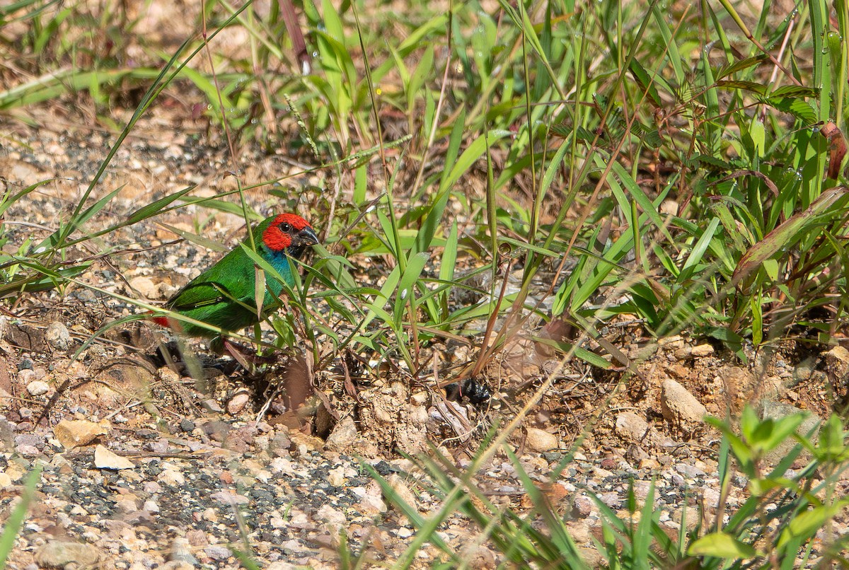 Fiji Parrotfinch - ML641096832