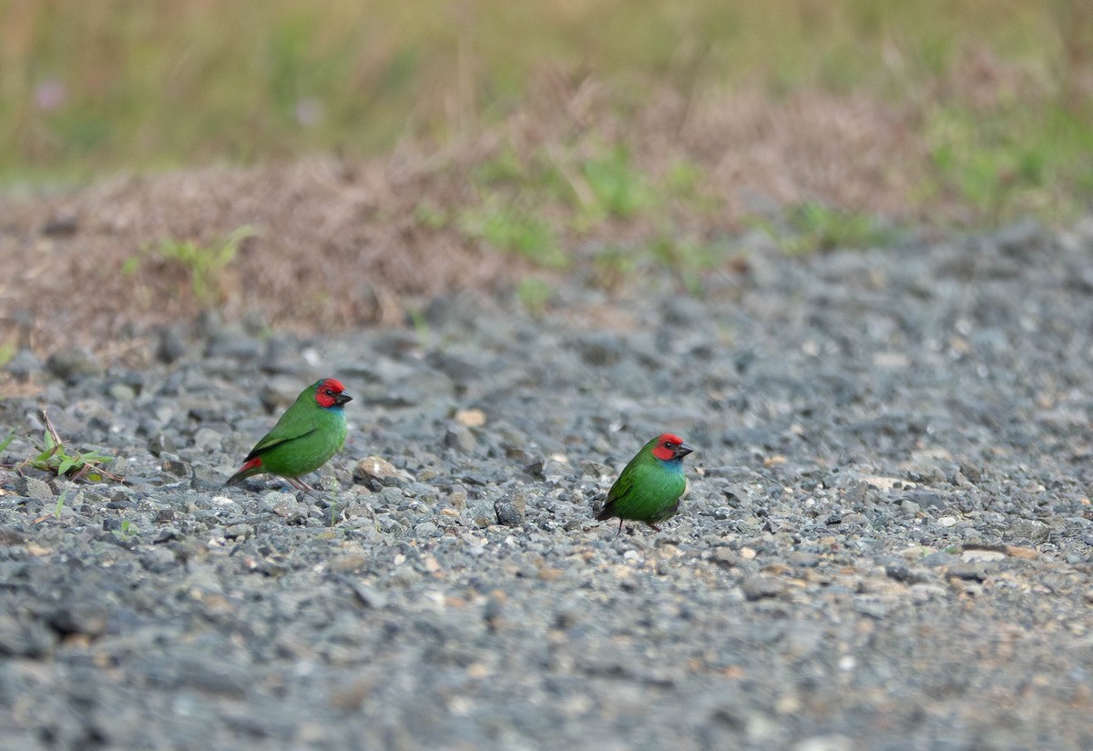 Fiji Parrotfinch - ML641096837