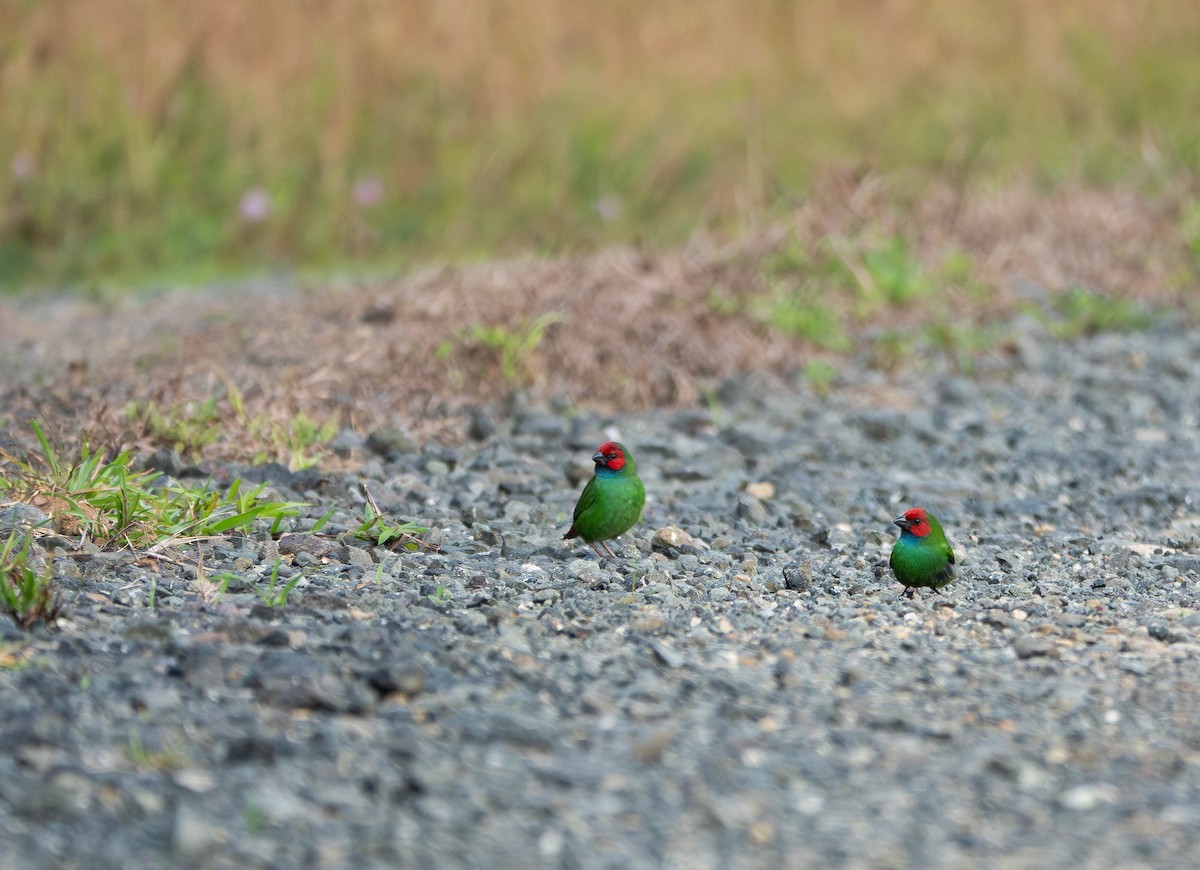 Fiji Parrotfinch - ML641096838