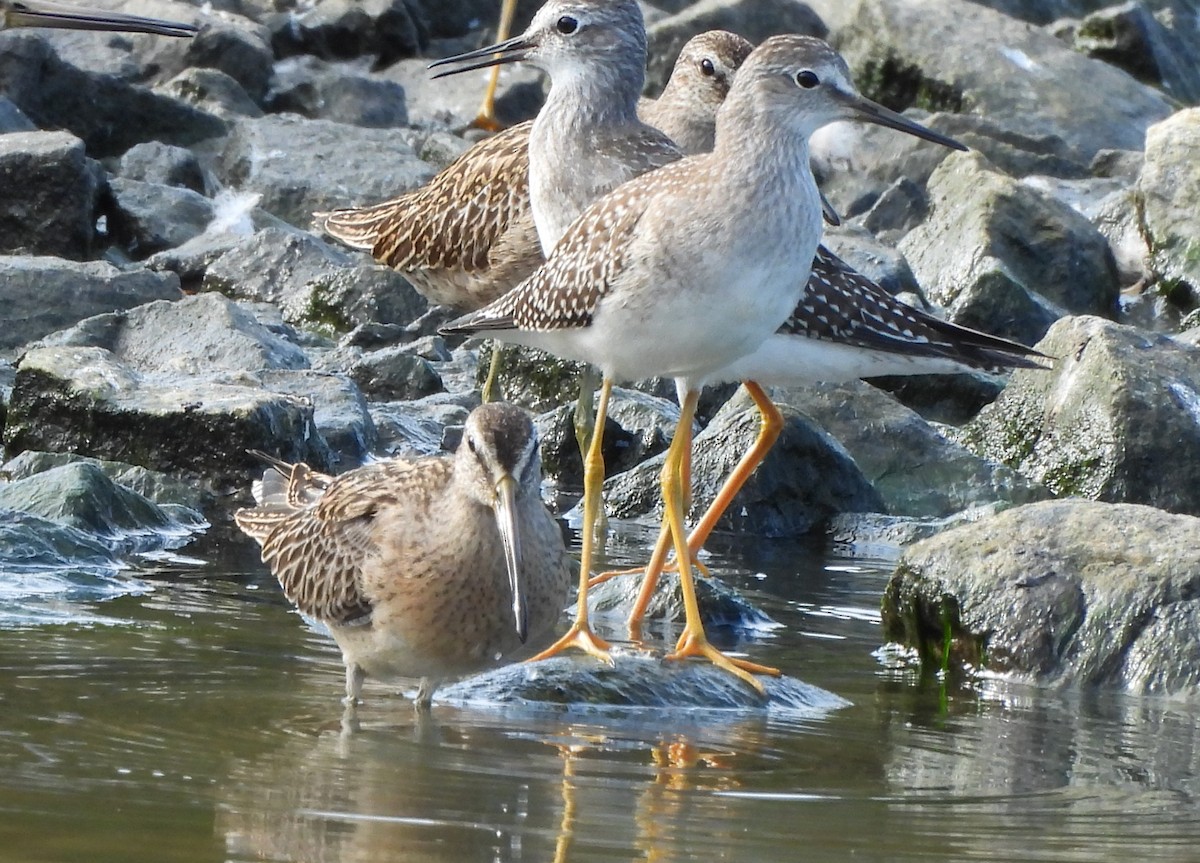Short-billed Dowitcher - ML641096850