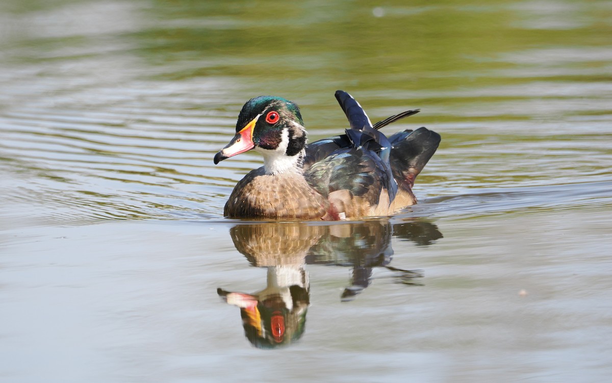 Wood Duck - ML641096851