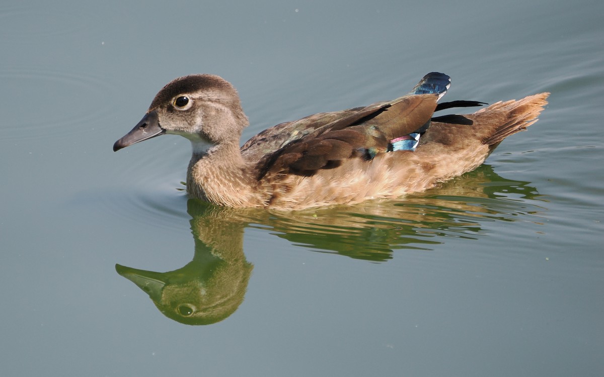 Wood Duck - ML641096856