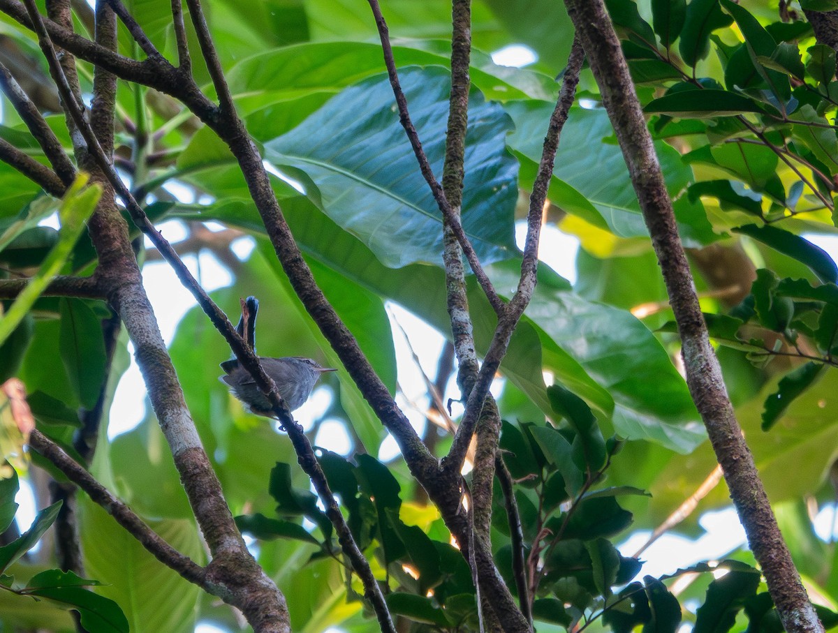 Fiji Bush Warbler - ML641096860