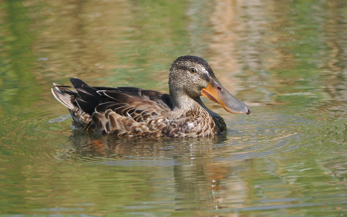 Northern Shoveler - ML641096864