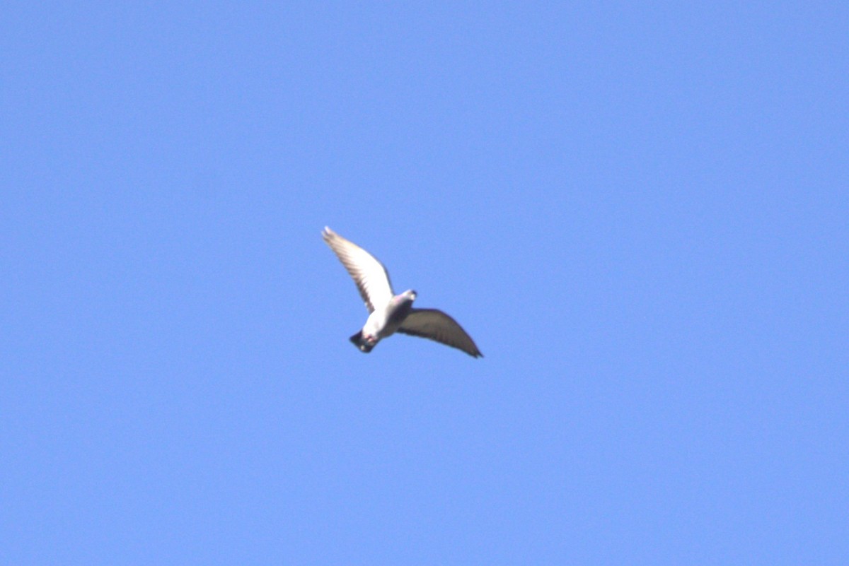 Rock Pigeon (Feral Pigeon) - ML641096871