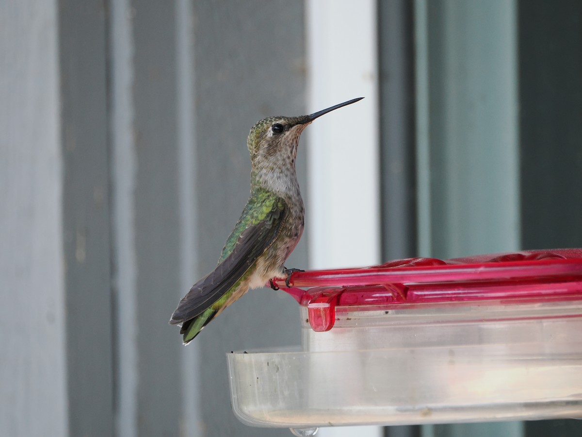 Anna's Hummingbird - ML641096875
