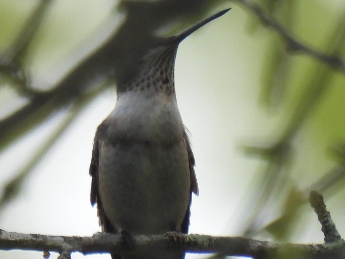 Ruby-throated Hummingbird - ML641096878