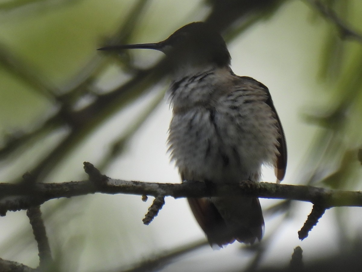 Ruby-throated Hummingbird - ML641096881