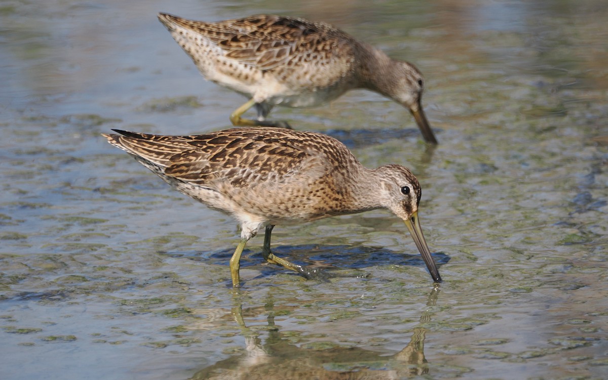Long-billed Dowitcher - ML641096882