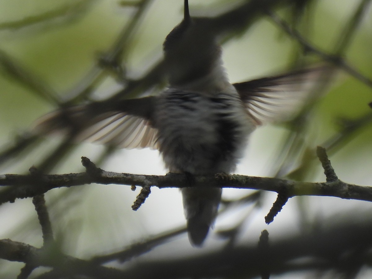 Ruby-throated Hummingbird - ML641096884