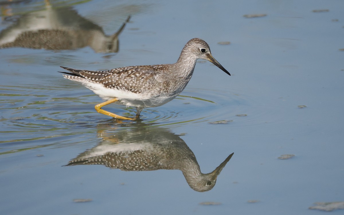 Lesser Yellowlegs - ML641096889