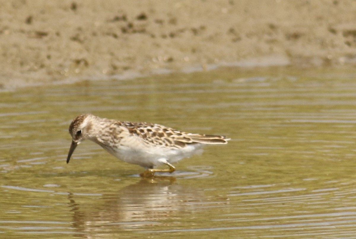 Least Sandpiper - ML641096896