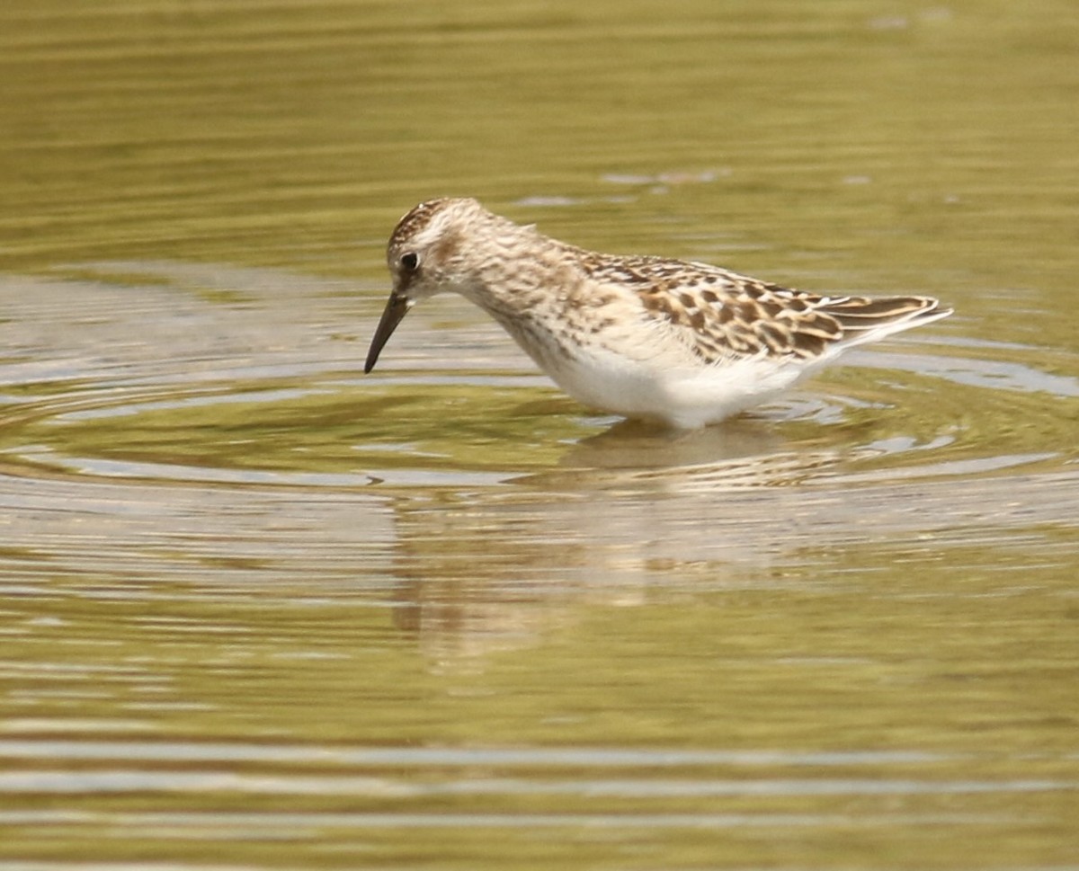 Least Sandpiper - ML641096897