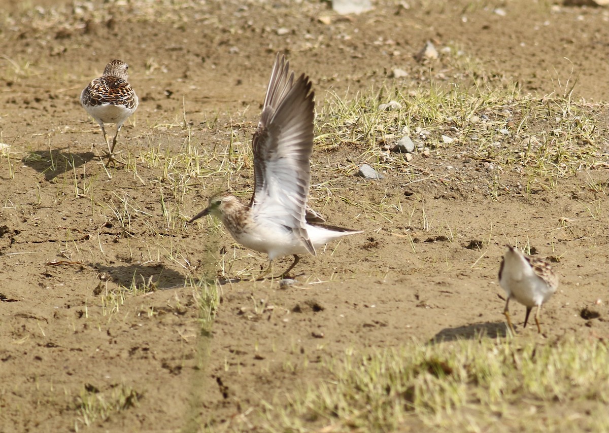 Least Sandpiper - ML641096899