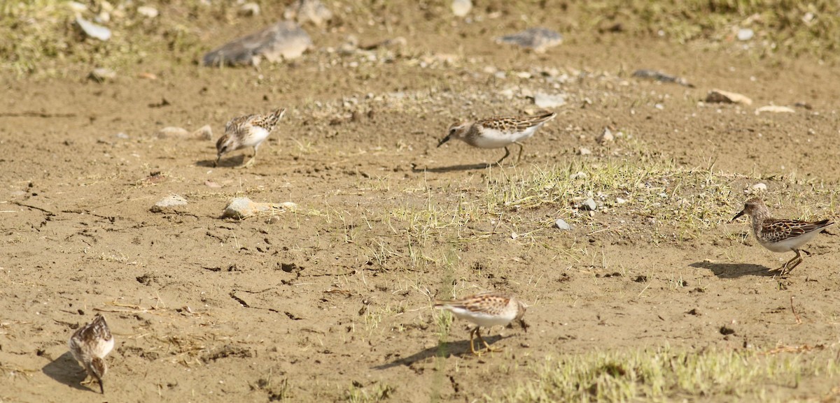 Least Sandpiper - ML641096900