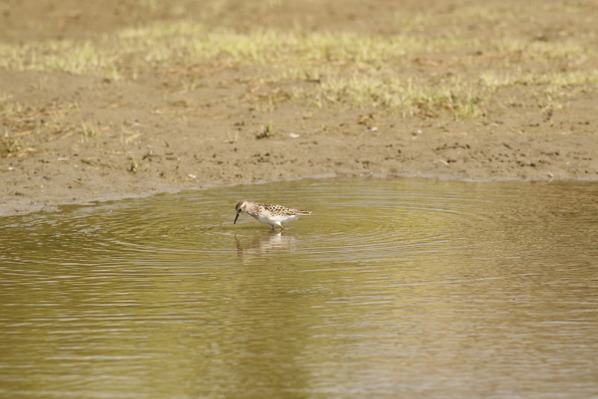 Least Sandpiper - ML641096901