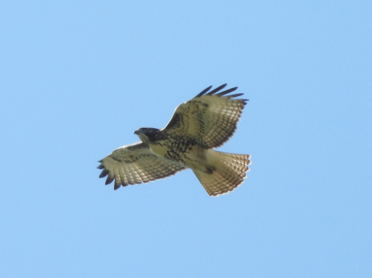Red-tailed Hawk - ML641096907