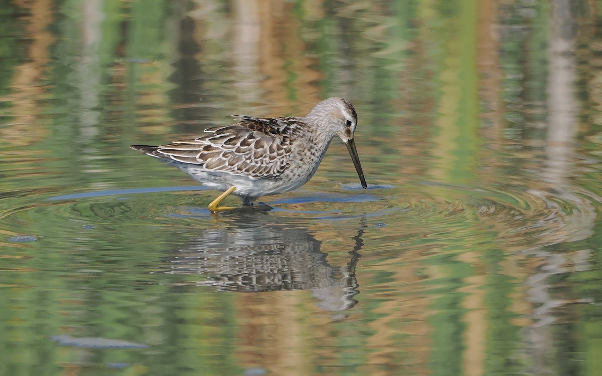 Stilt Sandpiper - ML641096916