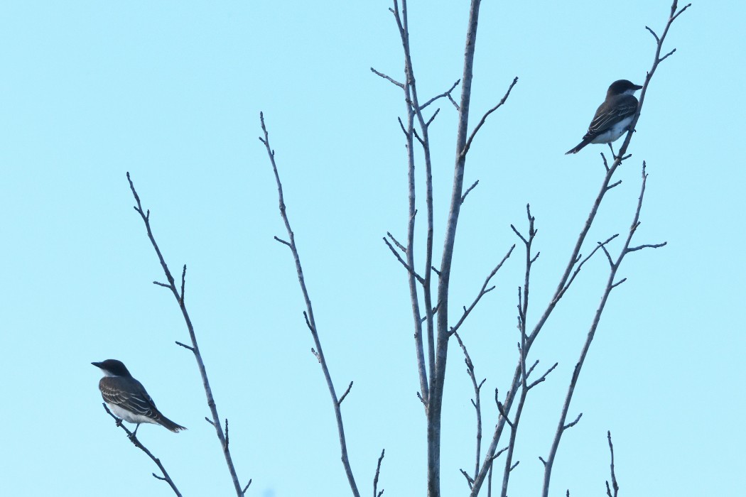 Eastern Kingbird - ML641096955