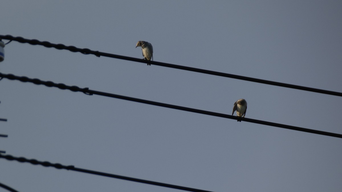 Chestnut-cheeked Starling - ML641096960