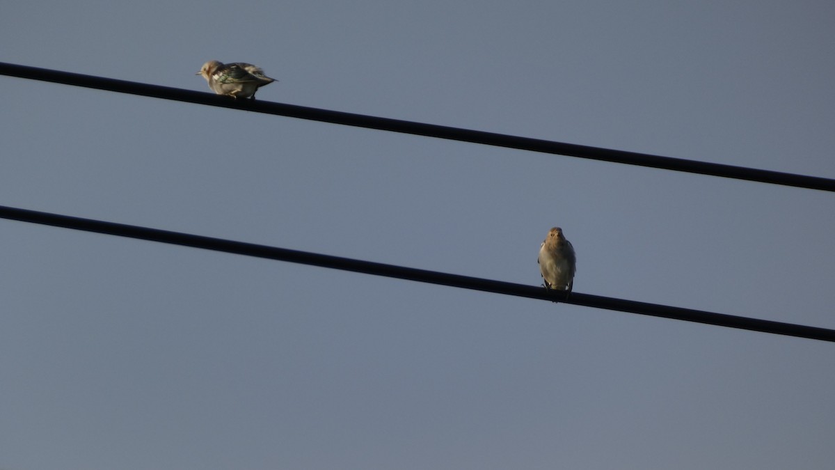 Chestnut-cheeked Starling - ML641096961