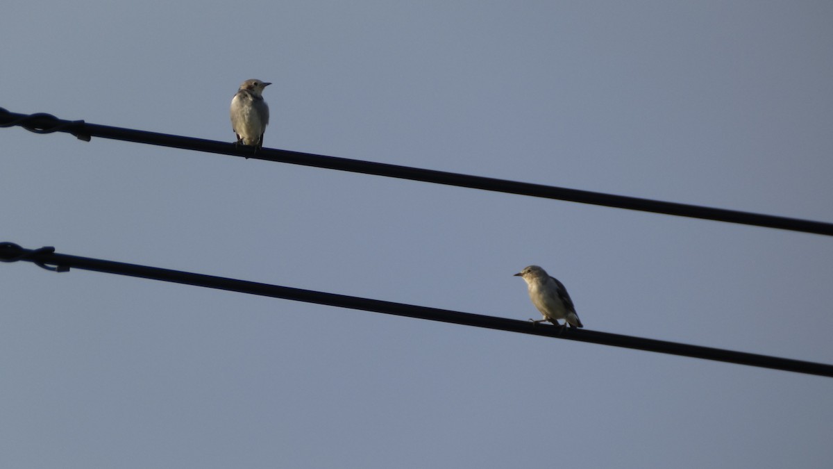 Chestnut-cheeked Starling - ML641096962