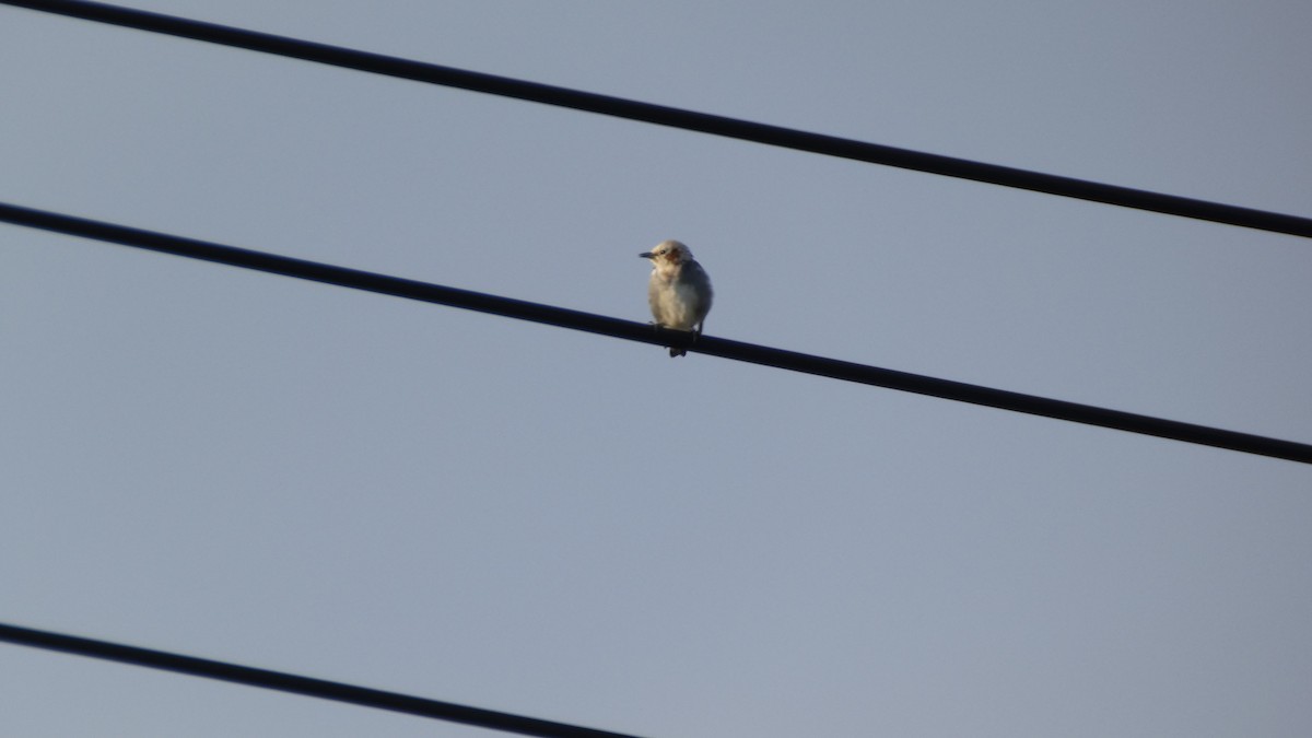 Chestnut-cheeked Starling - ML641096963
