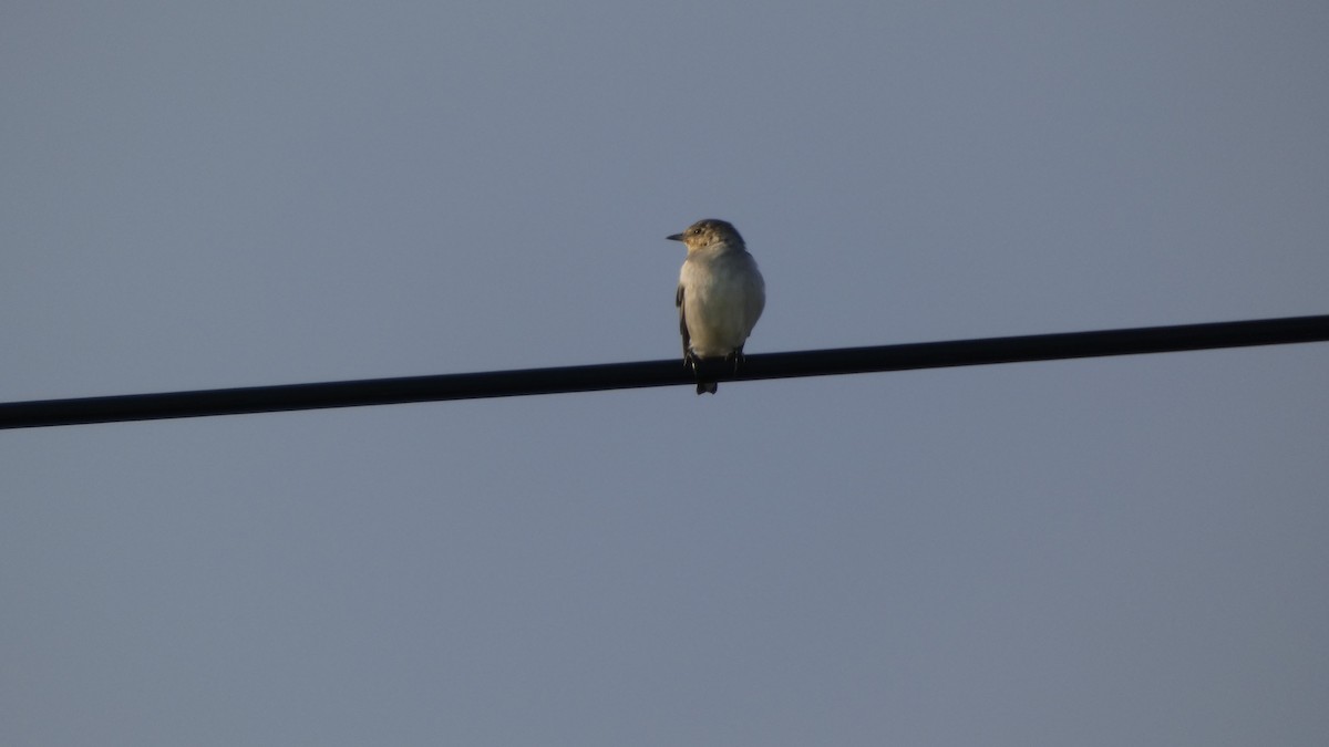 Chestnut-cheeked Starling - ML641096964