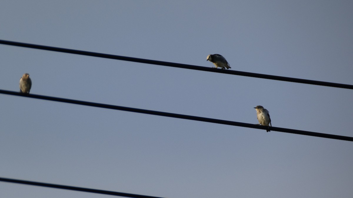 Chestnut-cheeked Starling - ML641096967