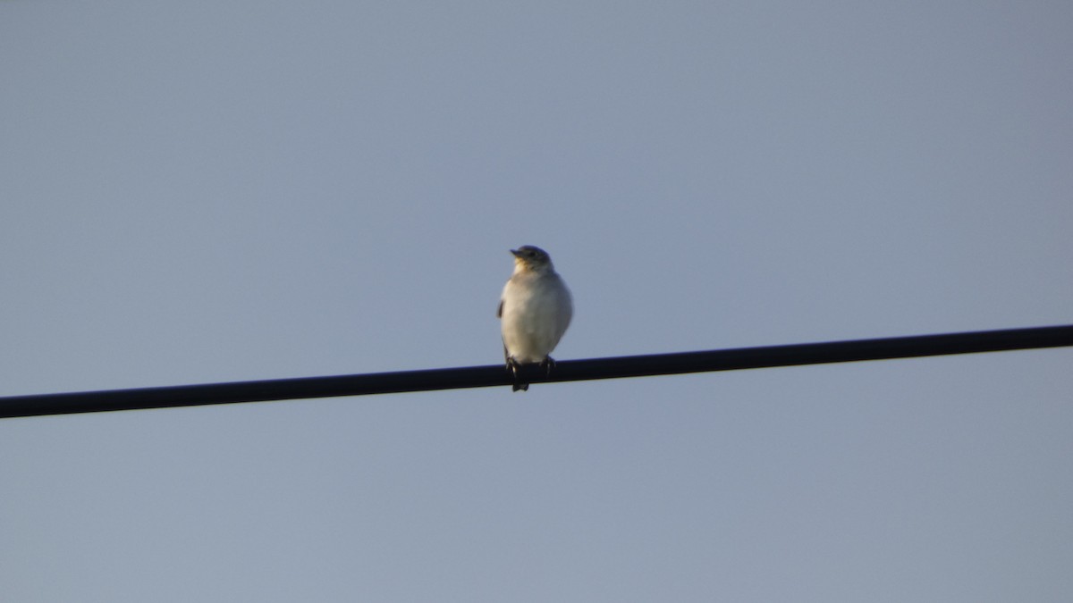 Chestnut-cheeked Starling - ML641096968