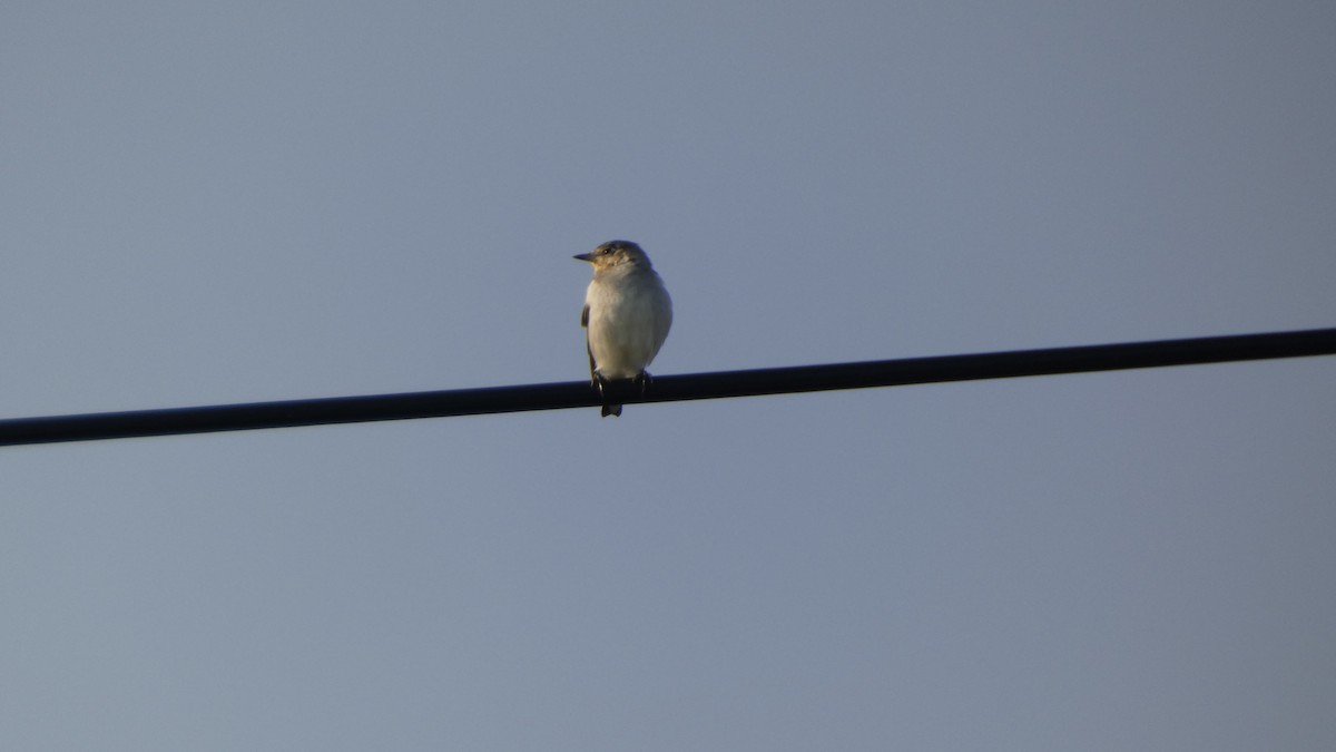 Chestnut-cheeked Starling - ML641096969