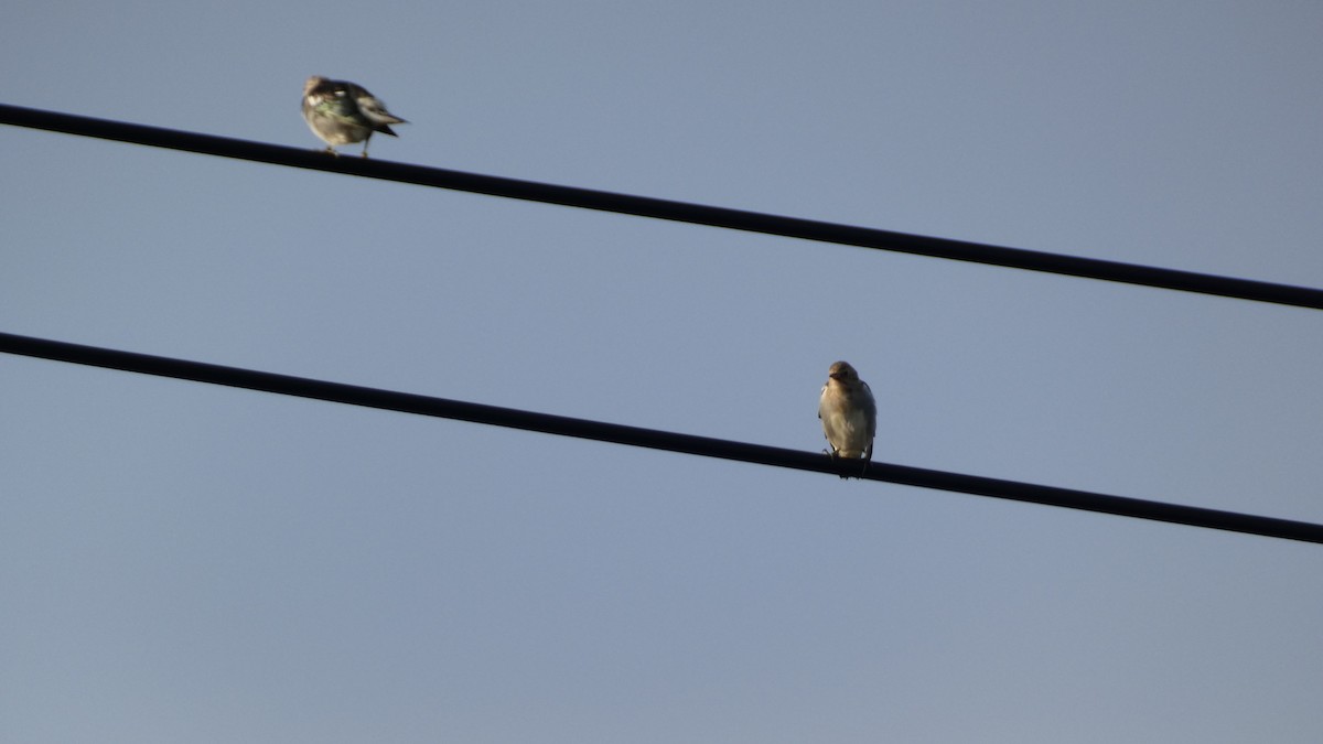 Chestnut-cheeked Starling - ML641096970