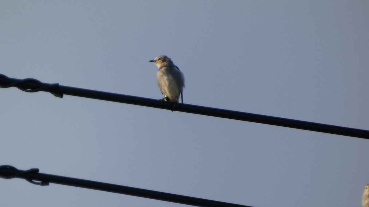 Chestnut-cheeked Starling - ML641096971