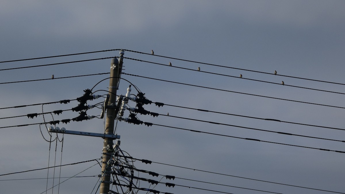 Chestnut-cheeked Starling - ML641096972