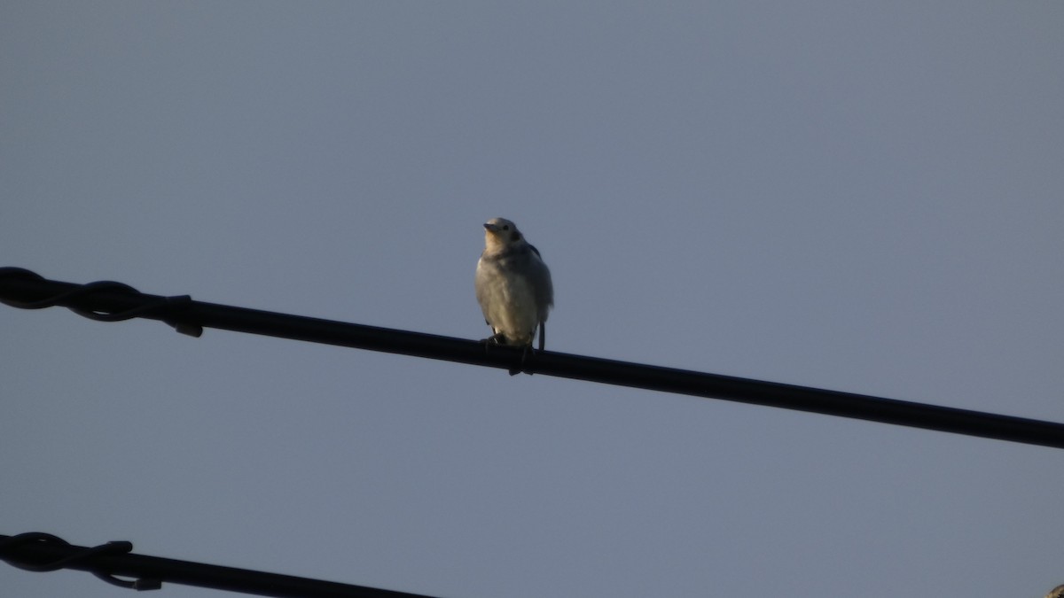 Chestnut-cheeked Starling - ML641096973
