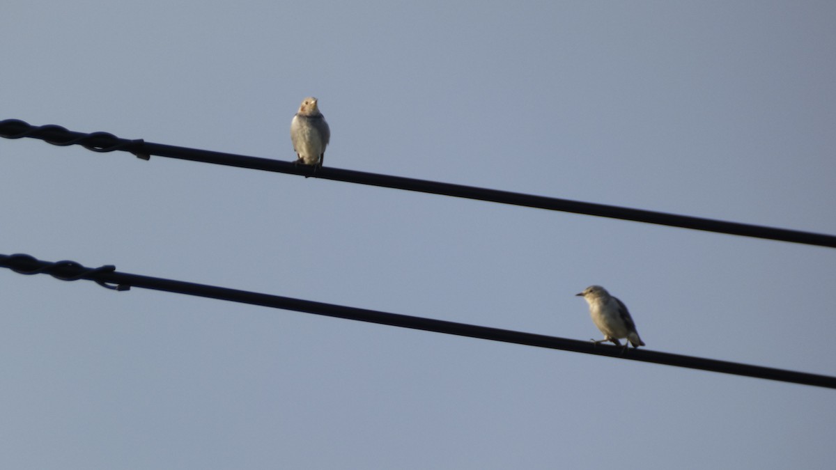 Chestnut-cheeked Starling - ML641096974