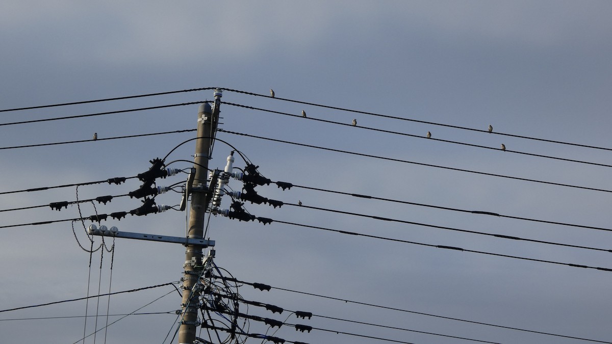 Chestnut-cheeked Starling - ML641096975