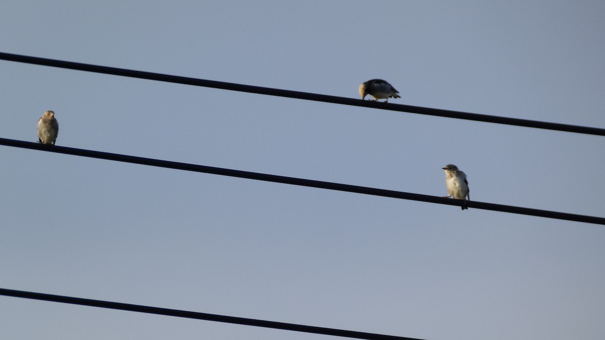 Chestnut-cheeked Starling - ML641096976