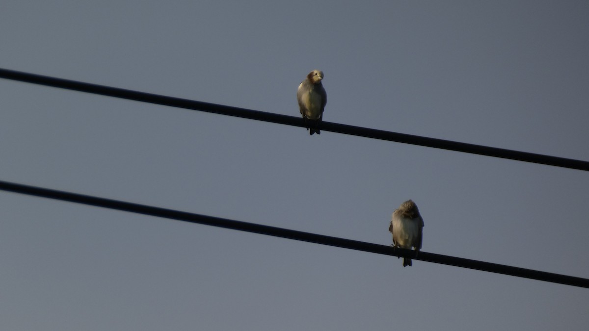 Chestnut-cheeked Starling - ML641096977
