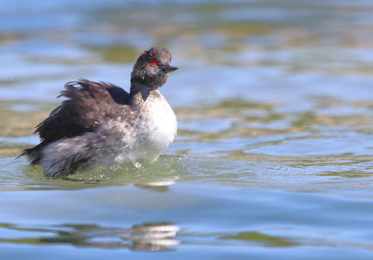 Eared Grebe - ML641096987