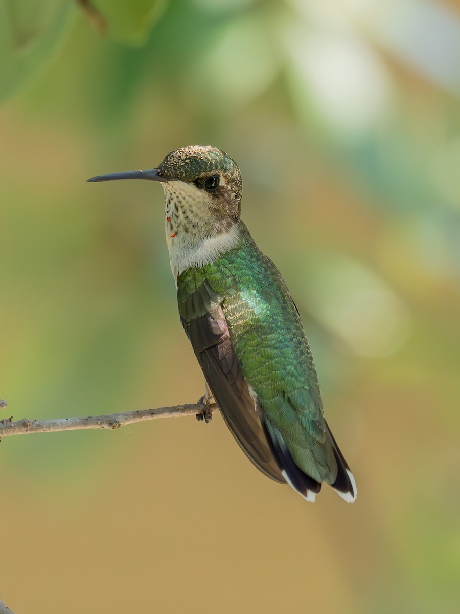 Ruby-throated Hummingbird - ML641096991