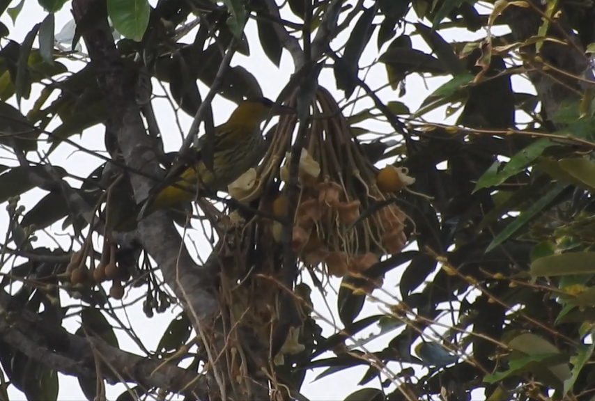Black-naped Oriole (East Asian) - ML641096999