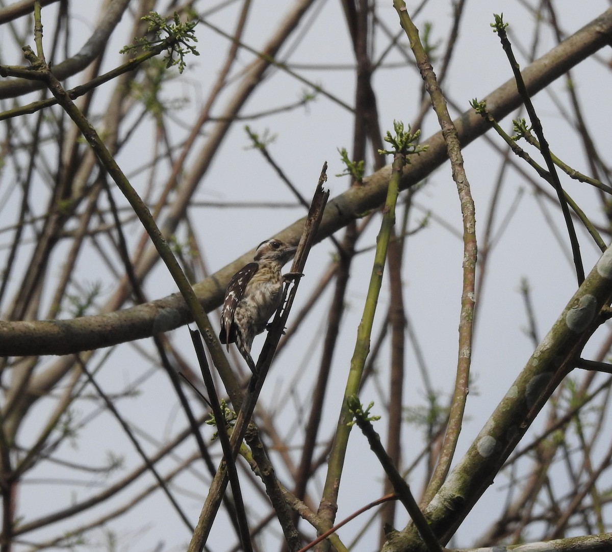Gray-capped Pygmy Woodpecker - ML641097004
