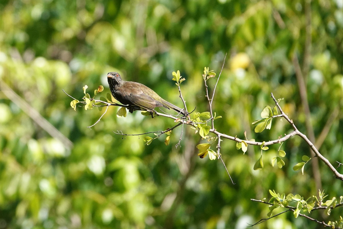 Palmchat - ML641097005