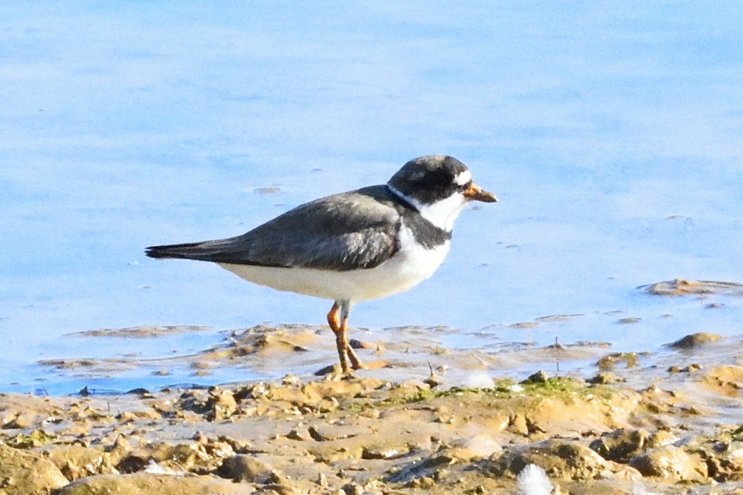 Txirritxo erdipalmatua - ML641097006