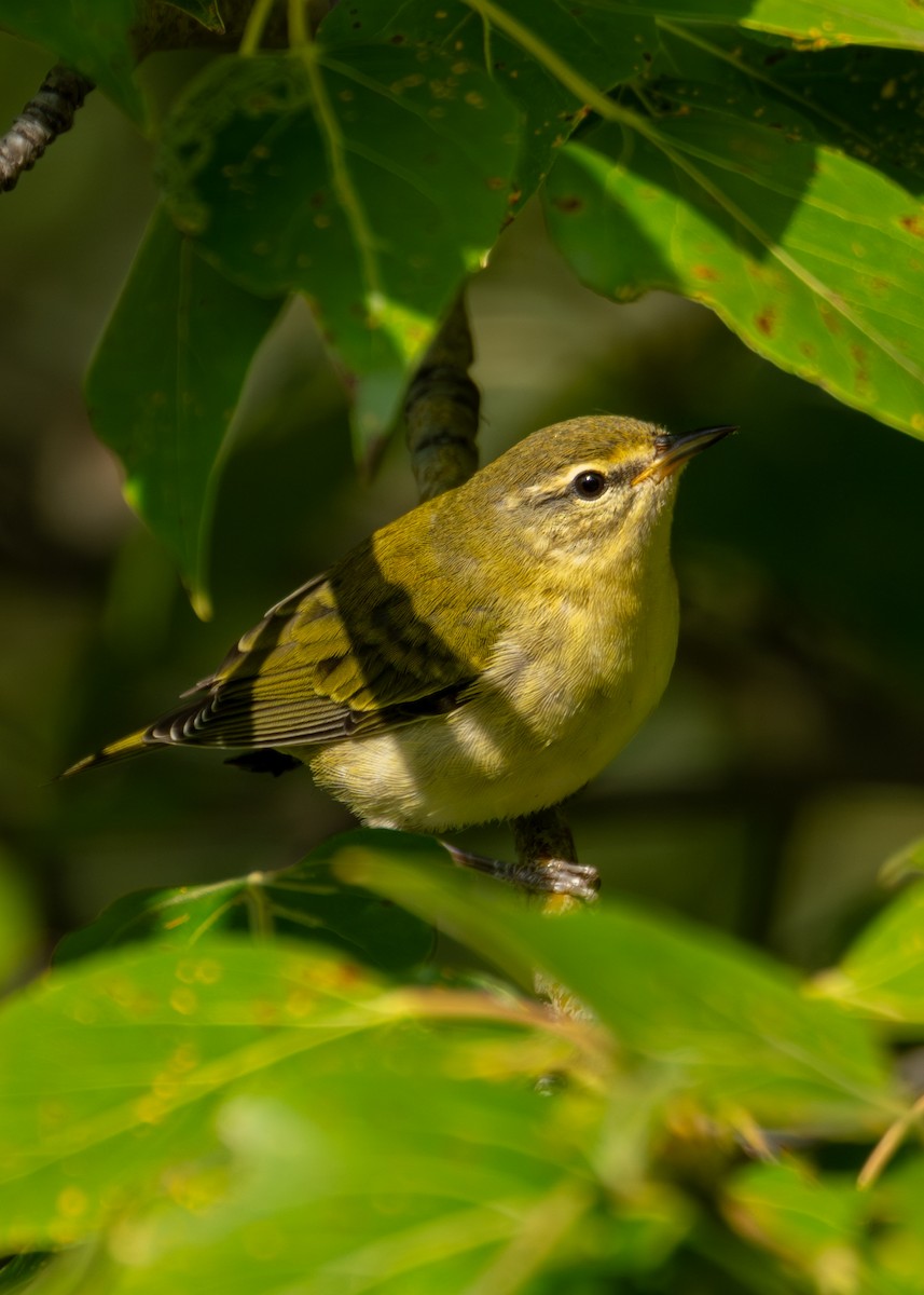 Tennessee Warbler - ML641097007