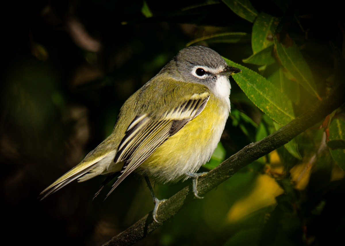 Blue-headed Vireo - ML641097016