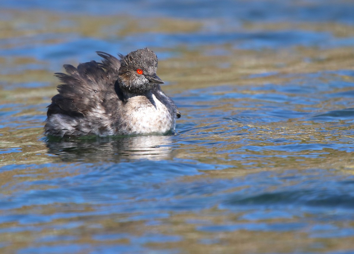 Eared Grebe - ML641097018