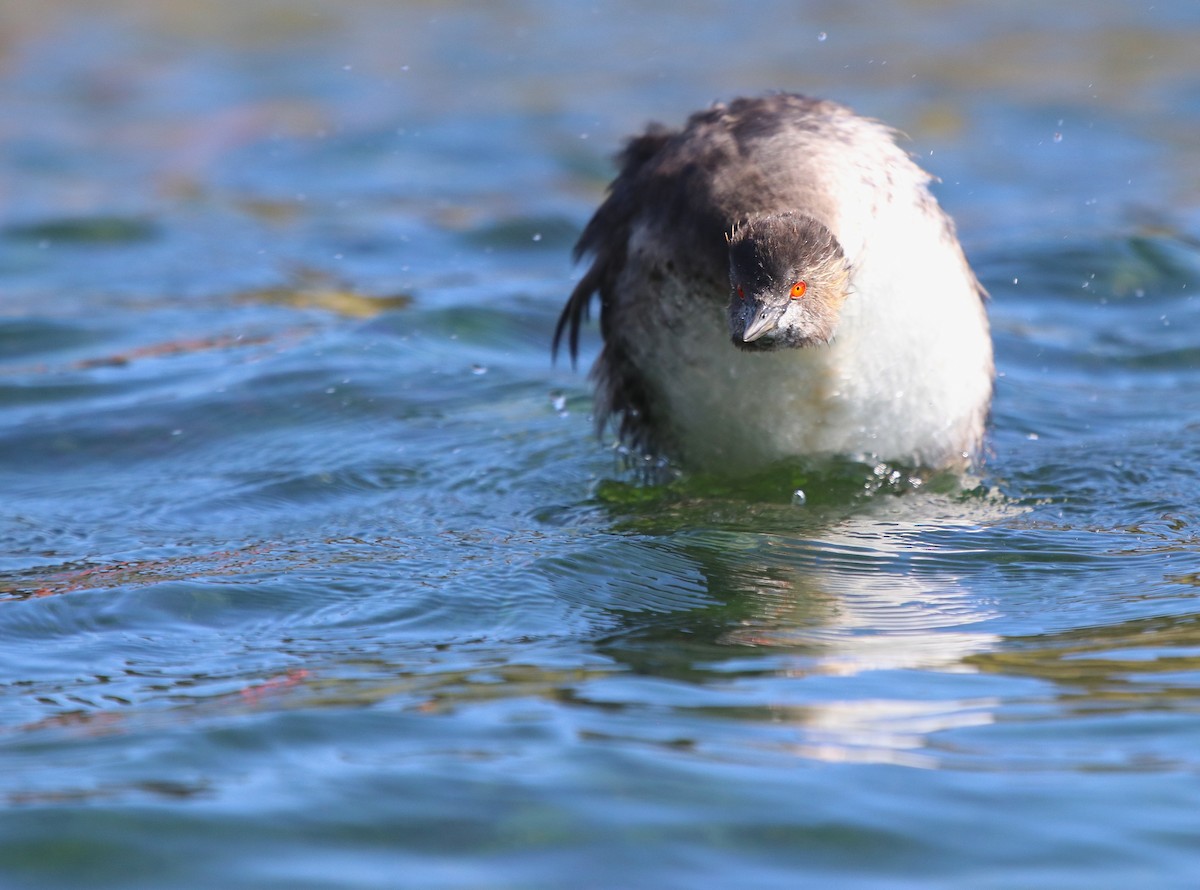 Eared Grebe - ML641097019