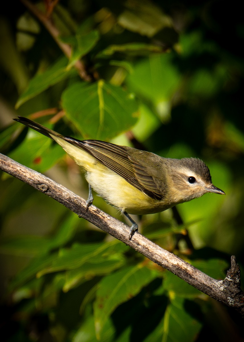 Eastern/Western Warbling Vireo - ML641097021